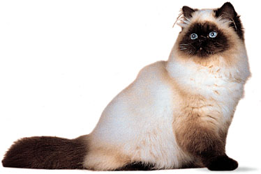 himalayan cat